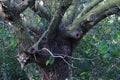 Mystical tree in the mystical forest.