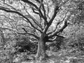 Mystical Tree in Forest Woodland