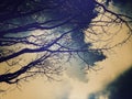 Mystical winter graphics for trees Royalty Free Stock Photo