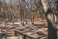 Mystical tree park with large curves and impressive tree roots in Croatia. A popular tourist attraction Royalty Free Stock Photo