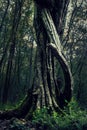 Enchanting Whispers: The Mystical Tree