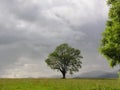 Mystical tree