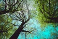 mystical trees brunches silhouettes on the colorful sky background. Photo depicting a creepy gnarled tree woods. Dark creepy