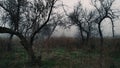 Mystical trees, foggy morning