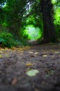 Mystical tunnel in the forest