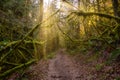 Rain Forest in British Columbia, Canada Royalty Free Stock Photo