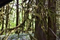 Mystical View of the Rain Forest, Alice Lake Provincial Park, Squamish, North of Vancouver, British Columbia, Canada Royalty Free Stock Photo