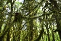 Mystical View of the Rain Forest, Alice Lake Provincial Park, Squamish, North of Vancouver, British Columbia, Canada Royalty Free Stock Photo