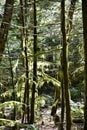 Mystical View of the Rain Forest, Alice Lake Provincial Park, Squamish, North of Vancouver, British Columbia, Canada Royalty Free Stock Photo