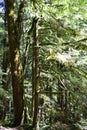 Mystical View of the Rain Forest, Alice Lake Provincial Park, Squamish, North of Vancouver, British Columbia, Canada Royalty Free Stock Photo