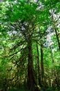 Mystical View of the Rain Forest, Alice Lake Provincial Park, Squamish, North of Vancouver, British Columbia, Canada Royalty Free Stock Photo