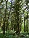 Mystical View of the Rain Forest, Alice Lake Provincial Park, Squamish, North of Vancouver, British Columbia, Canada Royalty Free Stock Photo