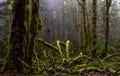 Mystical View of the Rain Forest during a foggy and rainy Winter Season.