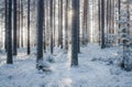 Mystical winter forest