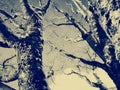 Mystical winter graphics for trees