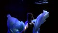 Mystical woman is diving in dark deepness of ocean, fantasy subaquatic shot