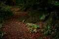 Mystical Woods, Natural green moss and ivy on the roots of old trees. Natural fantasy forest background Royalty Free Stock Photo