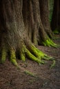 Mystical Woods, Natural green moss on the old oak tree roots. Natural Fantasy forest background Royalty Free Stock Photo