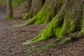 Mystical Woods, Natural green moss on the old oak tree roots. Natural Fantasy forest background