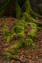 Mystical Woods, Natural green moss in the wild rain autumn forest. Natural Fantasy forest background Royalty Free Stock Photo