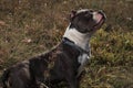 Mystified Amstaff curiously looking upwards