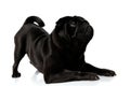 Mystified black pug curiously looking up Royalty Free Stock Photo