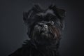 Mystique in Black: The Affenpinscher\'s Gaze