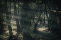 Mystique Dark Forest