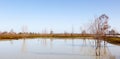 Mystrious dead trees Menindee Lakes Australia