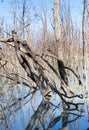 Mystrious dead trees Menindee Lakes Australia