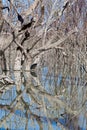 Mystrious dead trees Menindee Lakes Australia