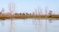 Mystrious dead trees Menindee Lakes Australia