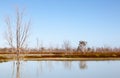 Mystrious dead trees Menindee Lakes Australia