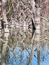 Mystrious dead trees Menindee Lakes Australia