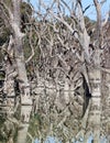 Mystrious dead trees Menindee Lakes Australia