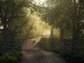 Mysty forest path Royalty Free Stock Photo