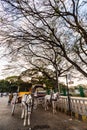 A colorful horse cart parked below large trees on the streets of the city of Mysore