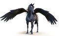 Mythical black Pegasus posing on white isolated background. Royalty Free Stock Photo