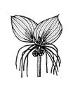 Mythical mandrake plant in vintage style. Fantasy magic flower, ingredient for witchcraft. Hand drawn engraved old retro