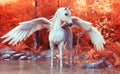 Mythical Pegasus posing in an enchanted forest .