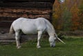 A mythical unicorn grazes in a grassy field beside a barn in Canada