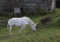 The beautiful mythical unicorn grazing in a grassy field on a farm in the Canada in autumn