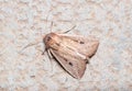 Mythimna joannisi moth resting on a concrete floor