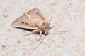 Mythimna joannisi moth resting on a concrete floor