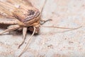 Mythimna joannisi moth resting on a concrete floor