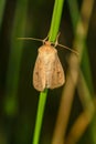 Mythimna vitellina is a moth of the Noctuidae family