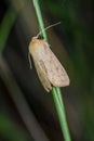 Mythimna vitellina is a moth of the Noctuidae family
