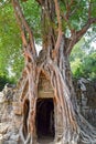 Mytserious, massive spooky, old tree roots growing out of old stone ruins angkor wat, dark entrance in cambodia Royalty Free Stock Photo