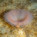 Myxicola infundibulum, polychaete fan worm. Loch Fyne. Diving, Scotland Royalty Free Stock Photo