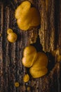 Myxomycetes, yellow,